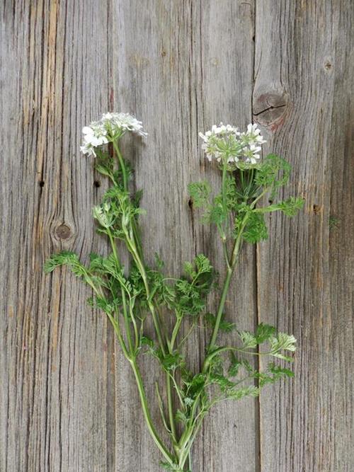 ORLAYA  WHITE QUEEN ANNES LACE